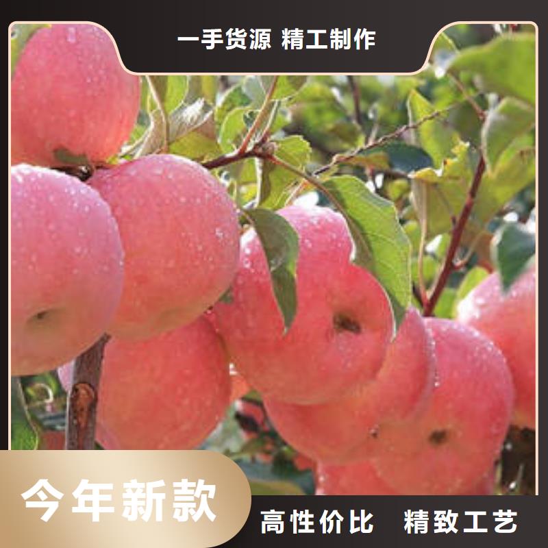 【红富士苹果】_苹果专业生产制造厂
