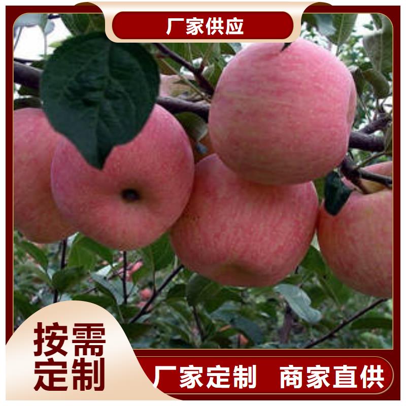 红富士苹果苹果种植基地生产经验丰富