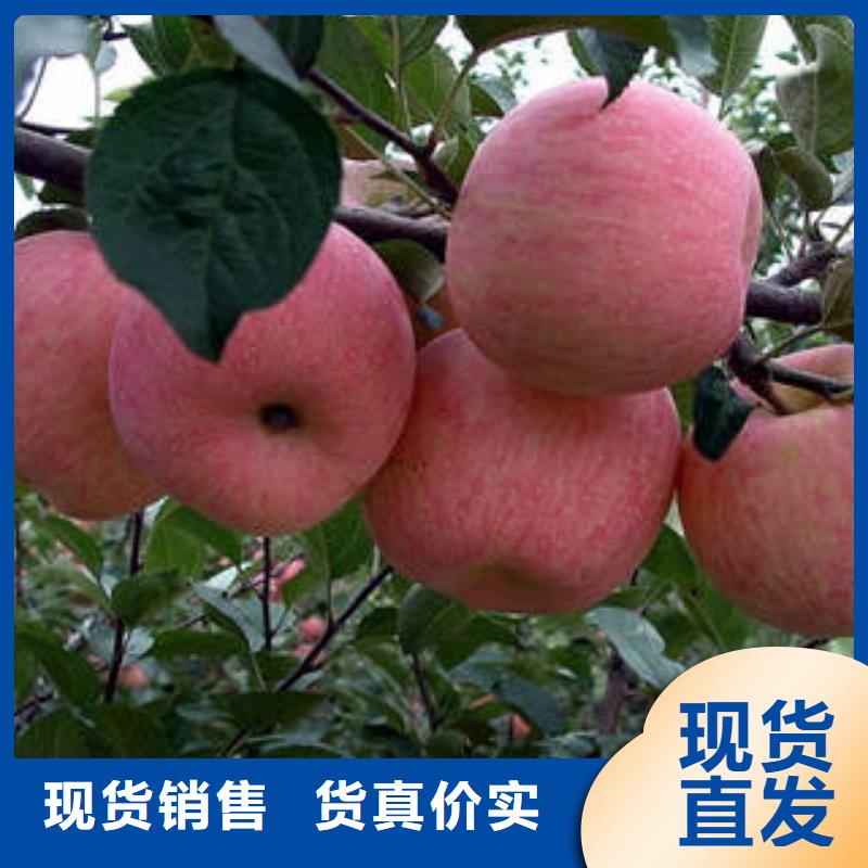 红富士苹果-红富士苹果产地符合行业标准