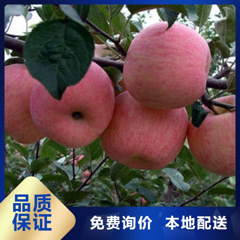 红富士苹果苹果厂家