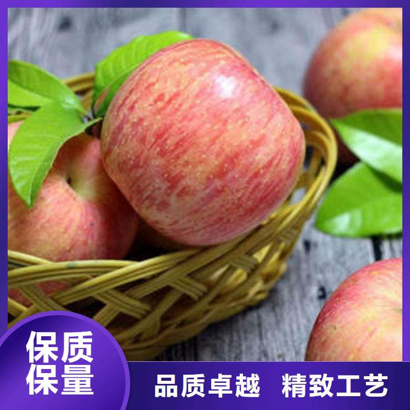 红富士苹果苹果种植基地诚信为本