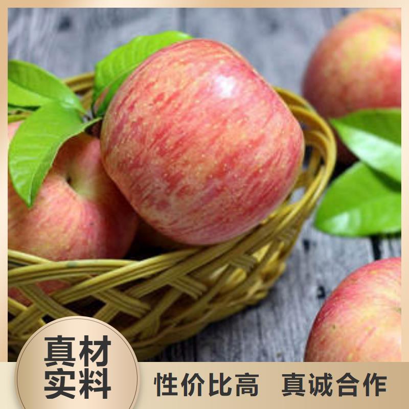 红富士苹果苹果种植基地正品保障