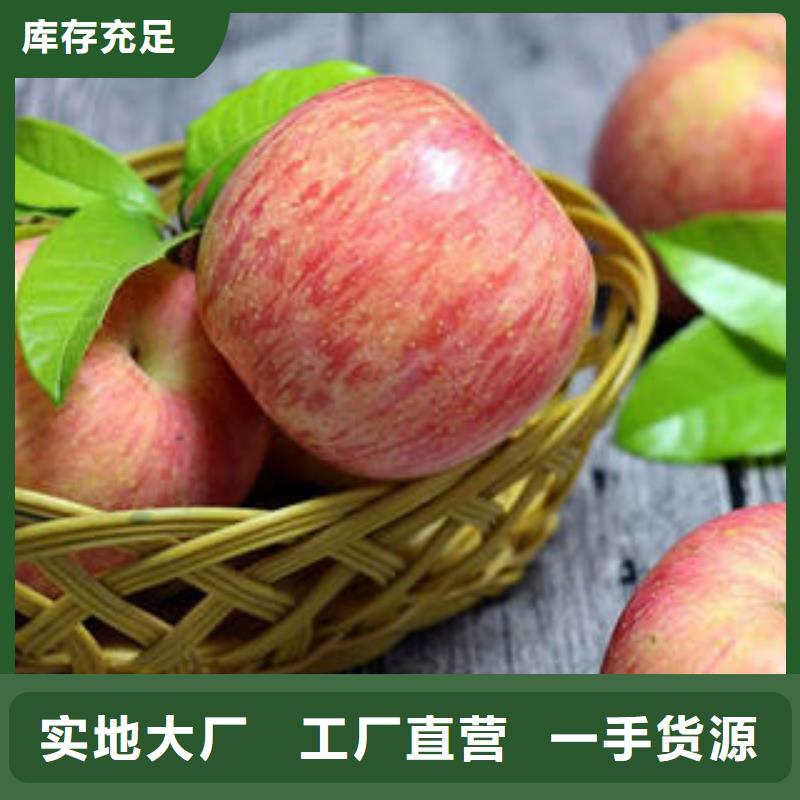 红富士苹果苹果种植基地严谨工艺