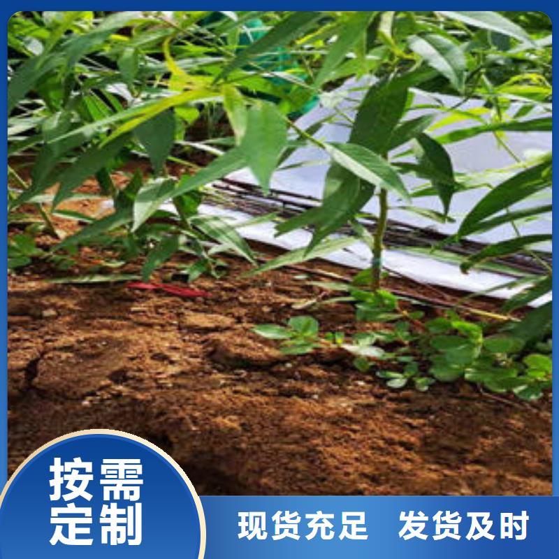 桃树苗-【花椒苗】价格地道本地经销商
