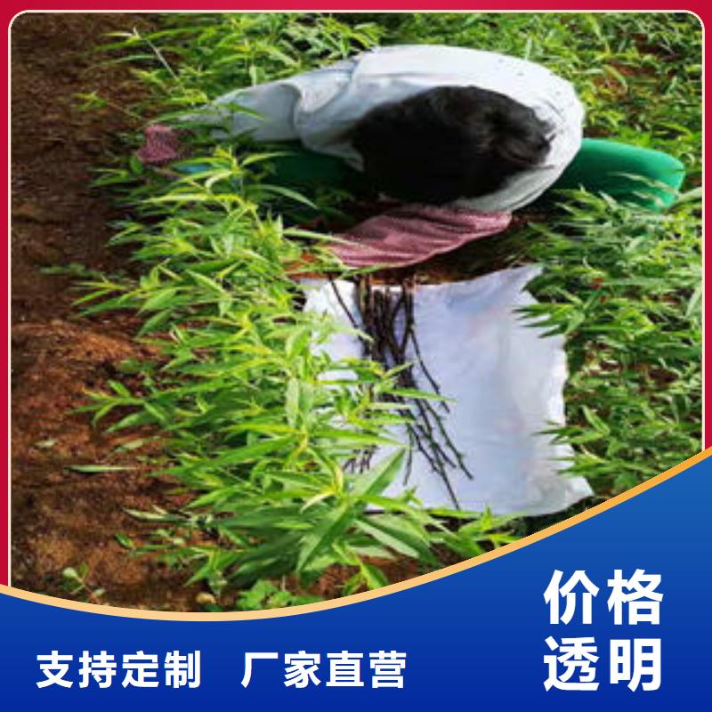 兴海【 桃树苗 山楂苗用心经营】39065.com