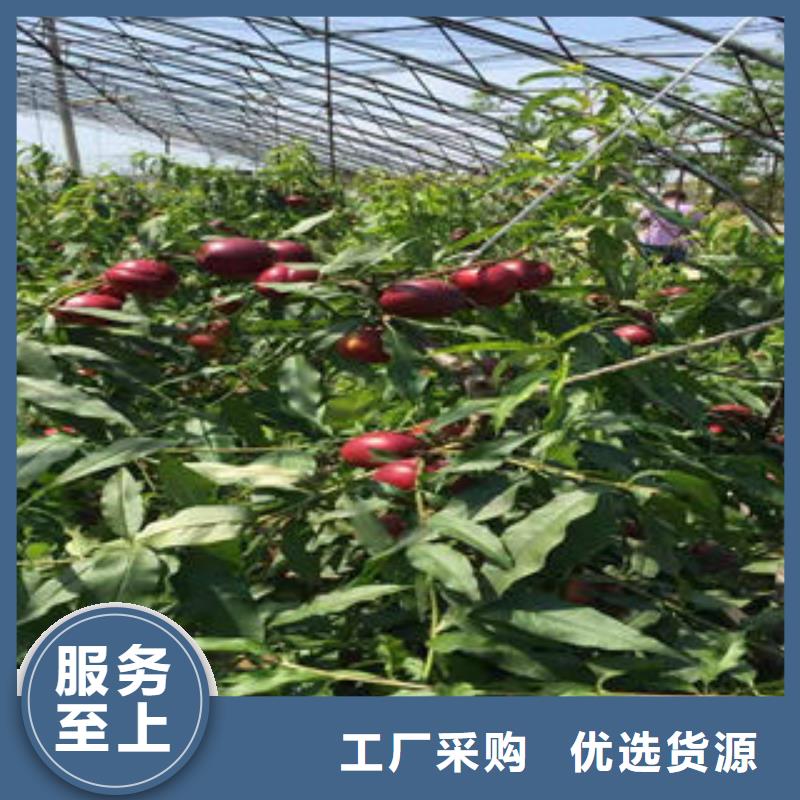 【 桃树苗 山楂苗用心经营】|相城|昆山|无锡|常州|扬州|镇江|徐州|淮安厂家