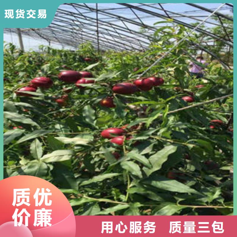 桃树苗花椒苗全品类现货