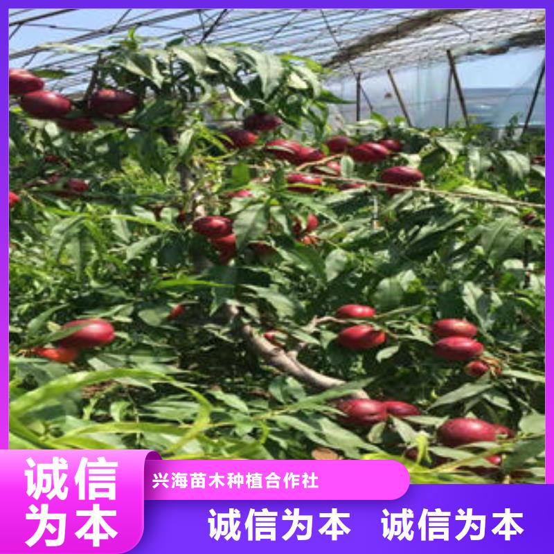 桃树苗山楂苗快速物流发货
