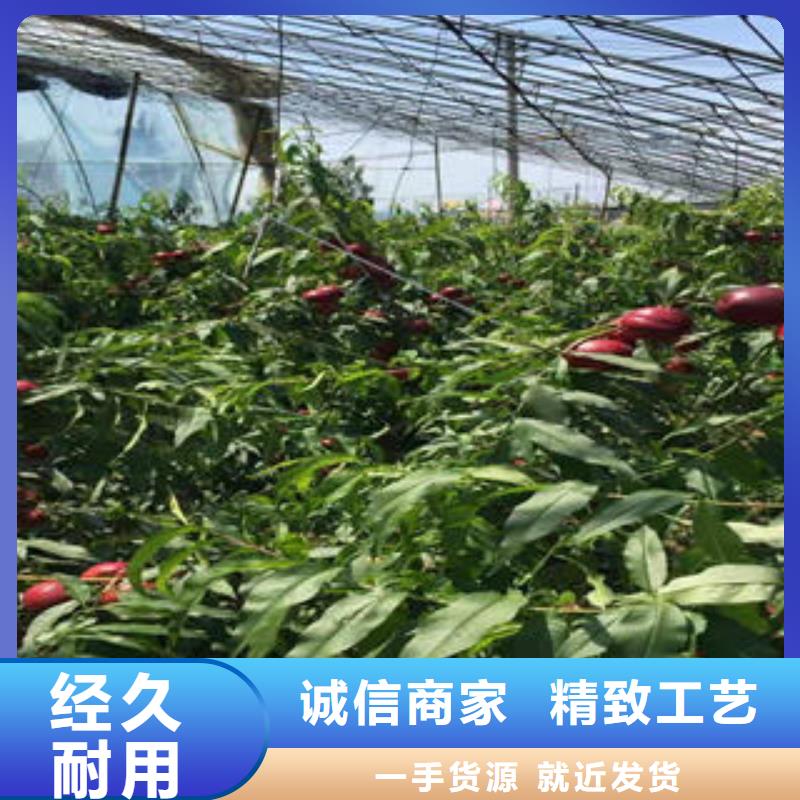 桃树苗,李子苗细节决定品质