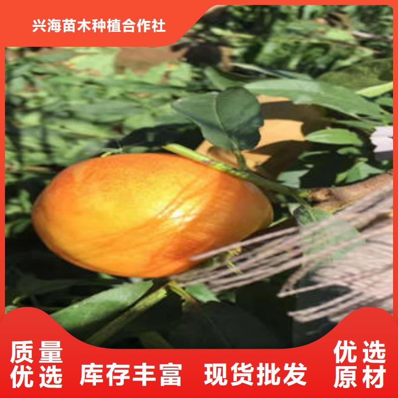 桃树苗花椒苗全品类现货