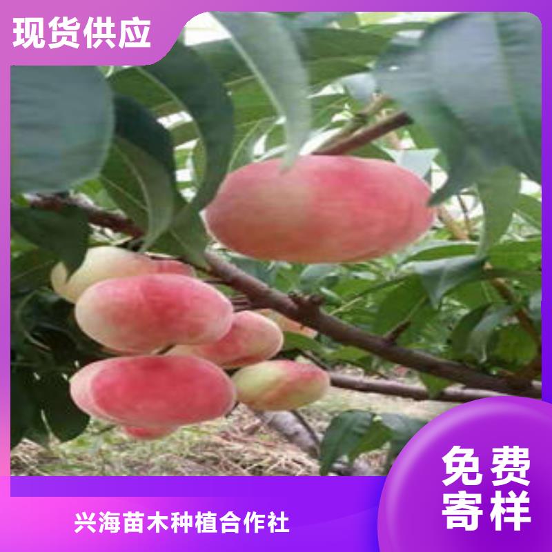 桃树苗花椒苗欢迎新老客户垂询
