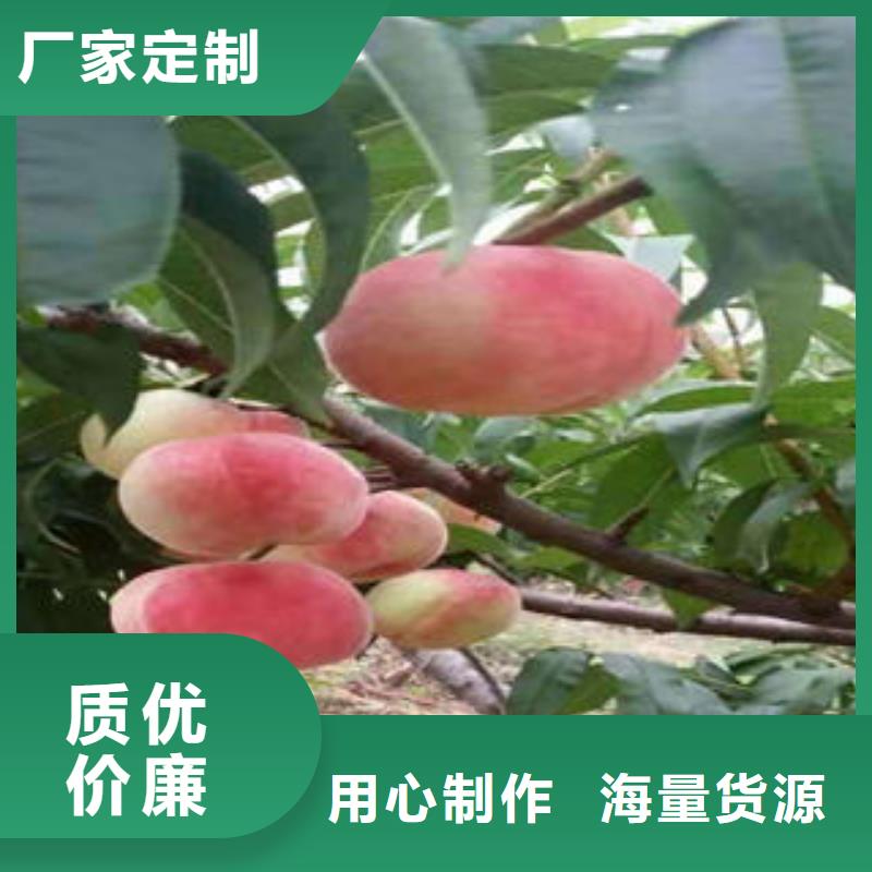 桃树苗花椒苗欢迎新老客户垂询