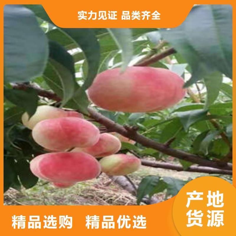 桃树苗-【花椒苗】价格地道本地经销商
