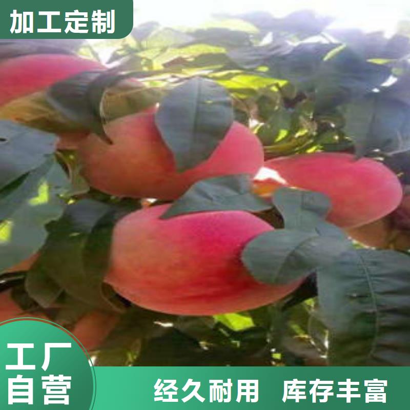桃树苗花椒苗无中间商厂家直销