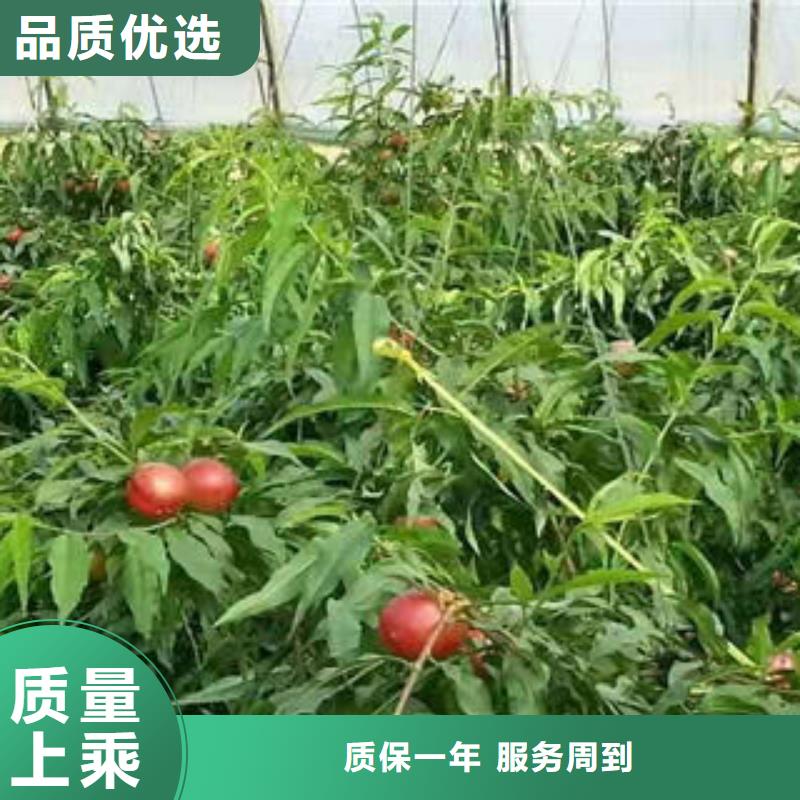 桃树苗花椒苗欢迎新老客户垂询