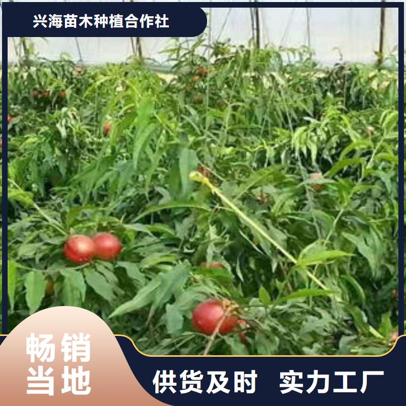 【 桃树苗 山楂苗用心经营】|相城|昆山|无锡|常州|扬州|镇江|徐州|淮安厂家