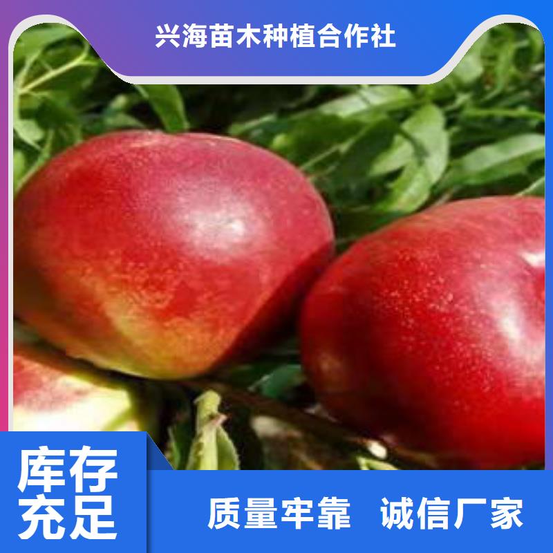 兴海【 桃树苗 山楂苗用心经营】39065.com