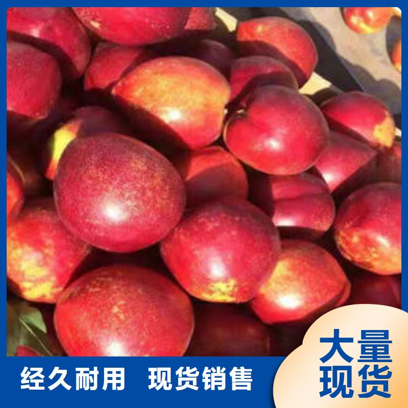 桃树苗_蓝莓苗源头厂源头货