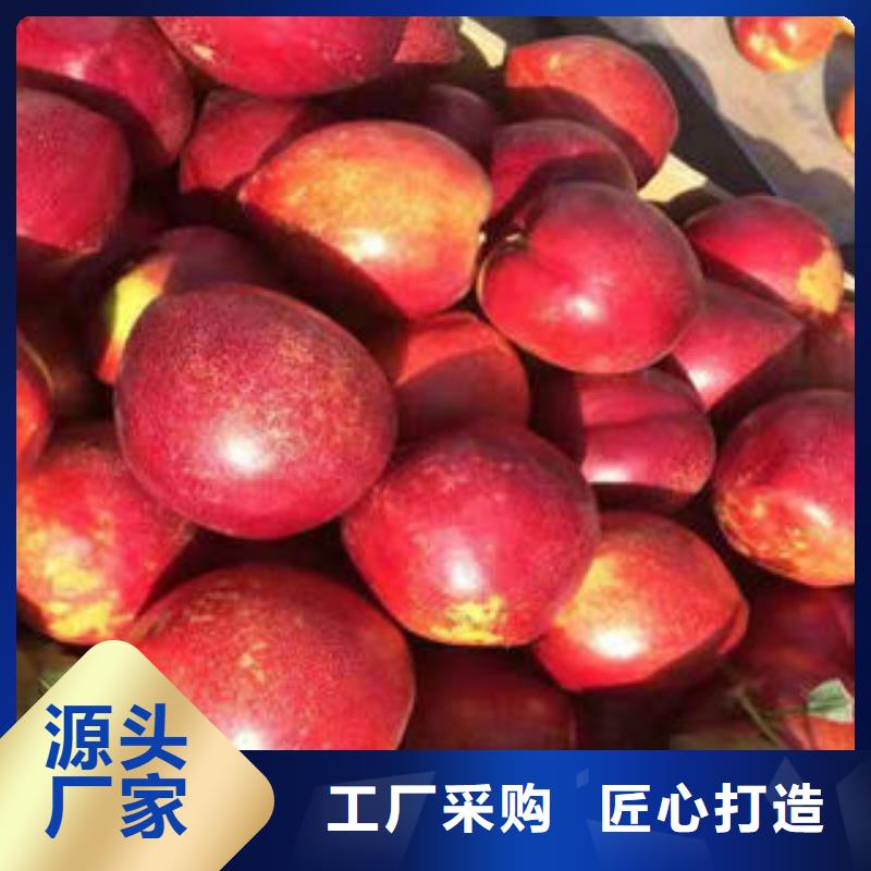 桃树苗花椒苗全品类现货