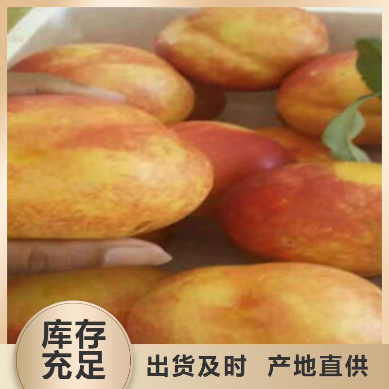 桃树苗-【花椒苗】价格地道本地经销商
