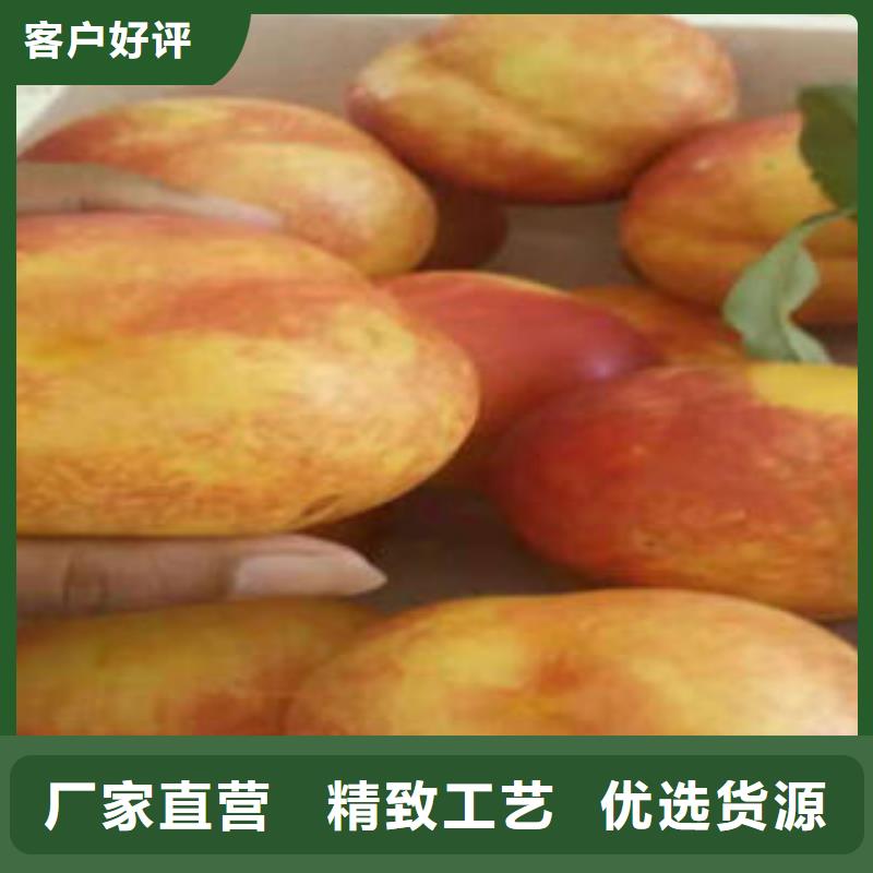 桃树苗,李子苗细节决定品质