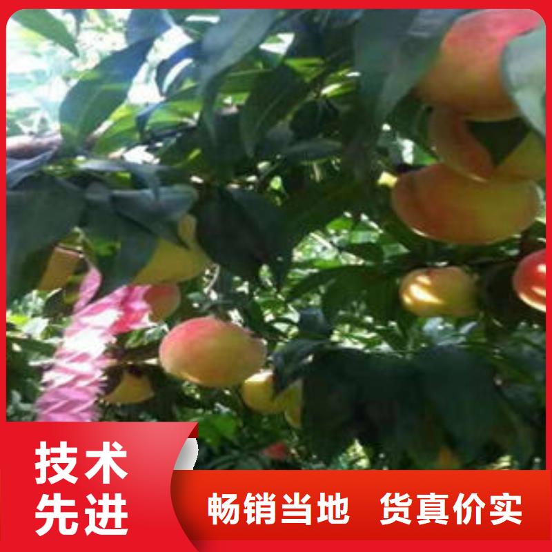 桃树苗花椒苗无中间商厂家直销