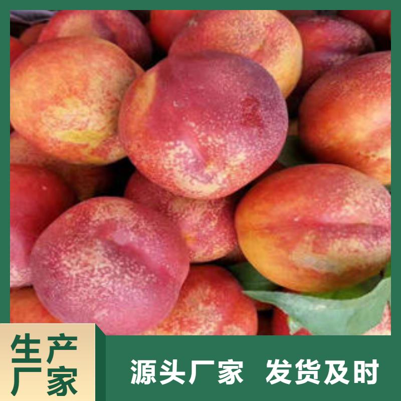 桃树苗花椒苗欢迎新老客户垂询