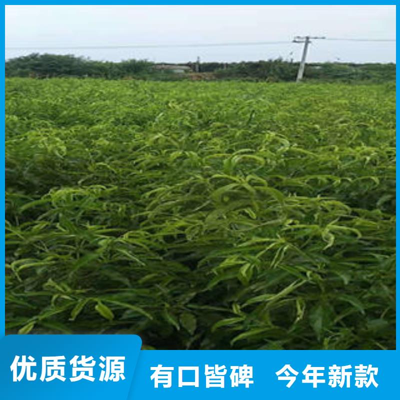桃树苗花椒苗全品类现货