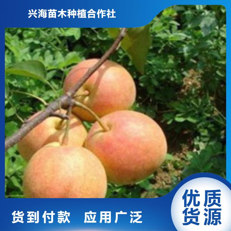 梨树苗货到付款