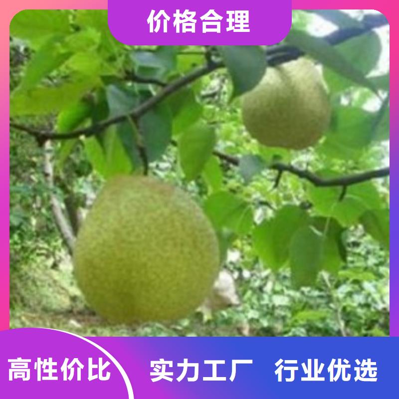 宁波批发梨树苗花椒苗厂家型号齐全