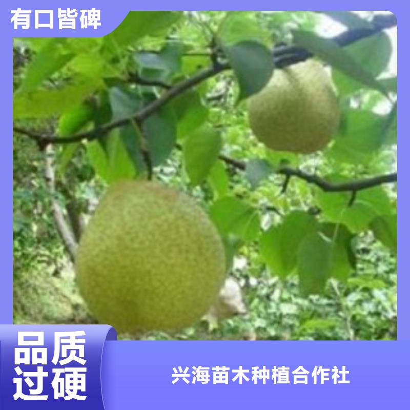梨树苗,葡萄苗设备齐全支持定制