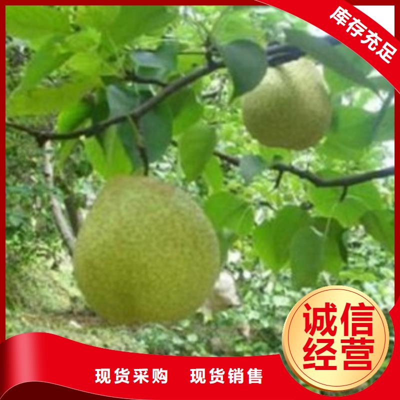 梨树苗蓝莓苗批发供应