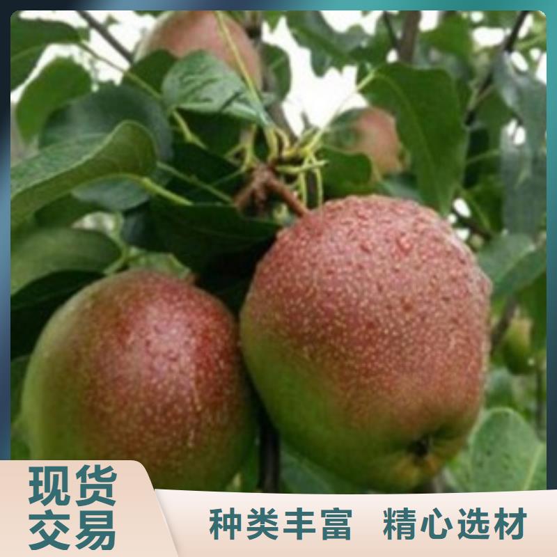梨树苗_桃树苗实体诚信经营