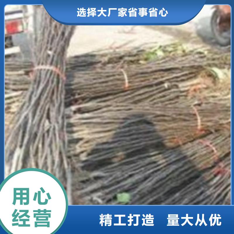 梨树苗现货