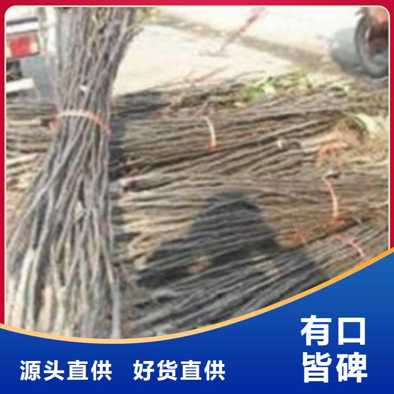 兴海【 梨树苗价格实惠工厂直供】云商赢企