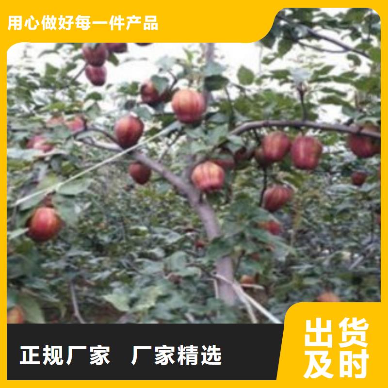 梨树苗货到付款 兴海苗木种植社(湛江市分公司)
