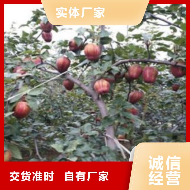 梨树苗安心购