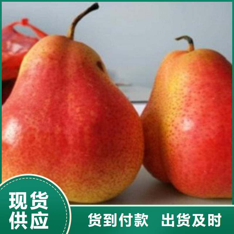 梨树苗花椒苗多种工艺