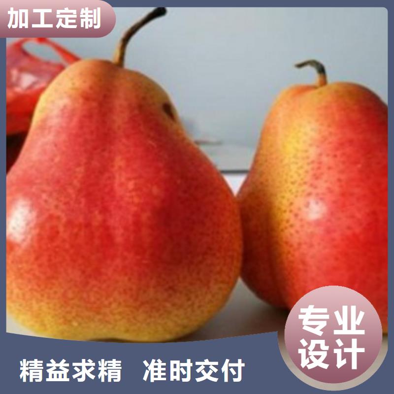 梨树苗板栗苗源头厂商