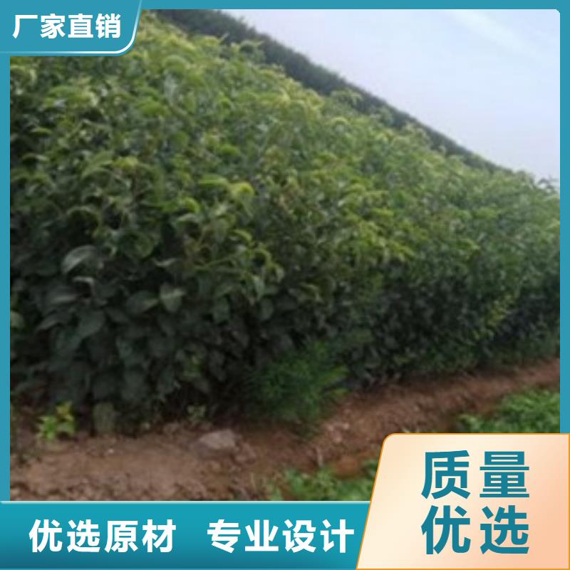 梨树苗板栗苗48小时发货