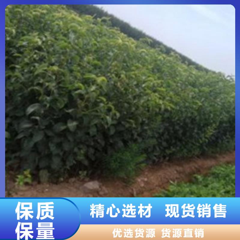 梨树苗核桃苗0中间商差价