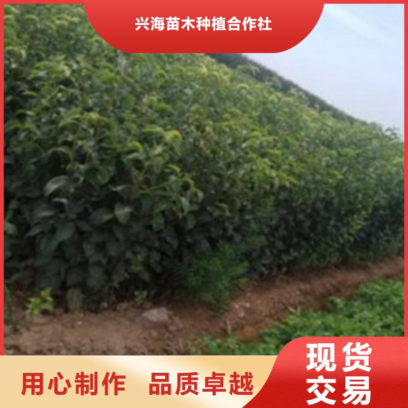 梨树苗,葡萄苗设备齐全支持定制