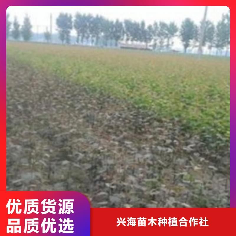 梨树苗货到付款 兴海苗木种植社(湛江市分公司)