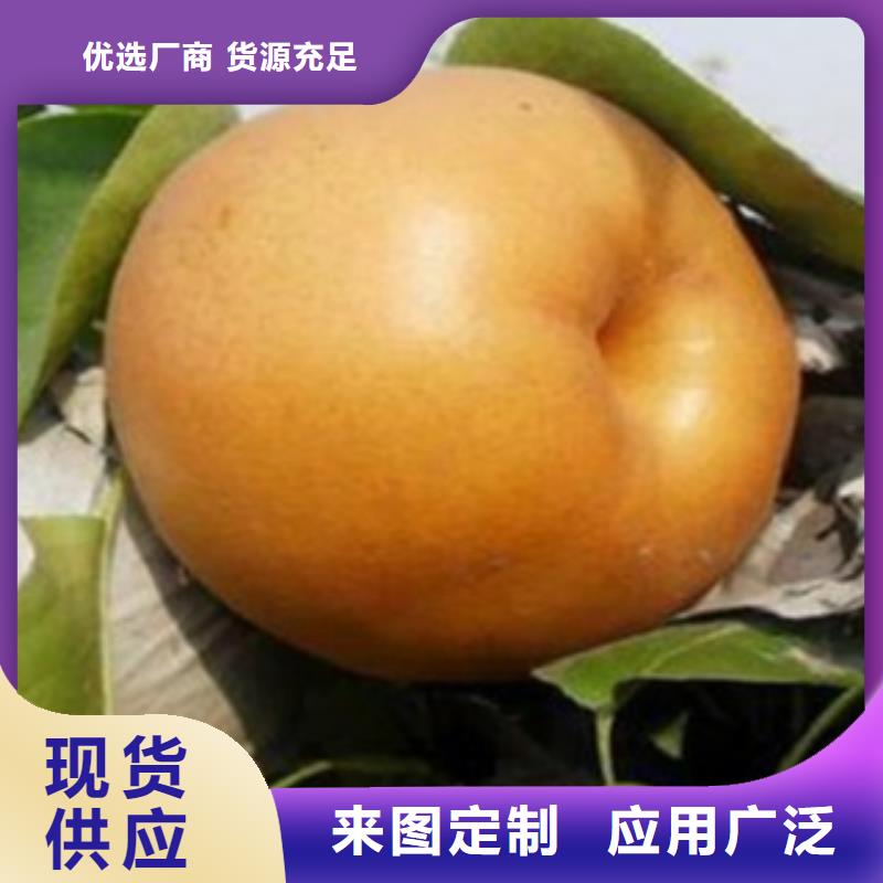 兴海【 梨树苗价格实惠工厂直供】云商赢企