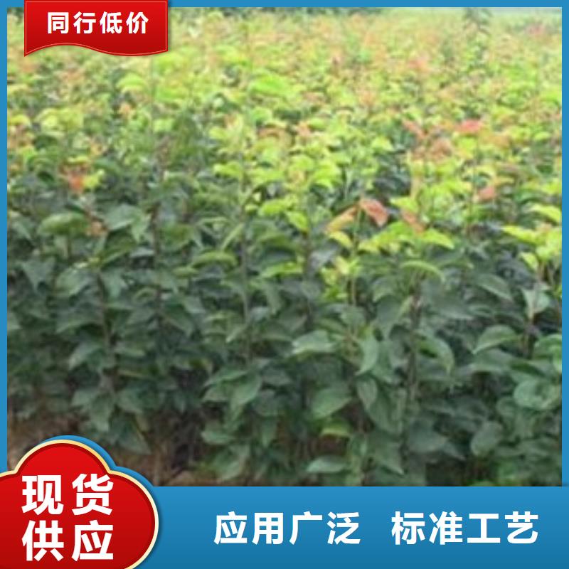 梨树苗-【桃树苗】现货批发当地生产厂家