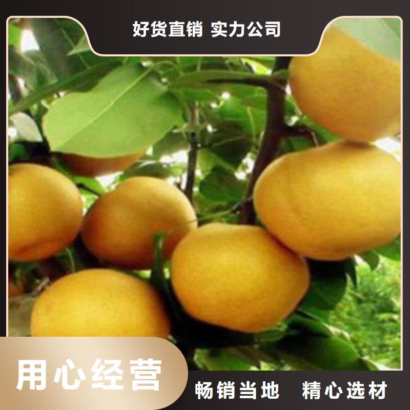 【梨树苗苹果苗应用广泛】