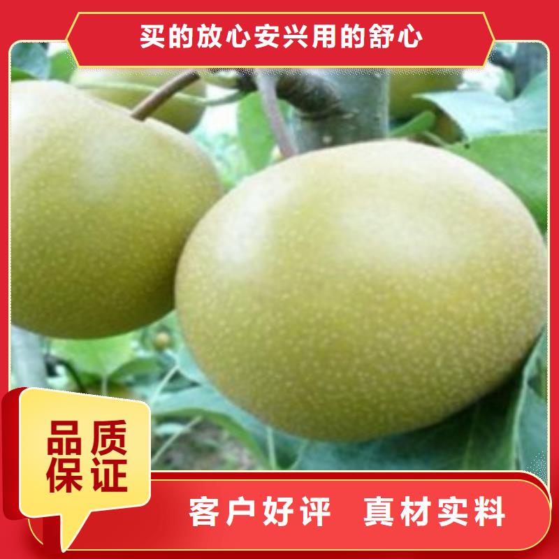 梨树苗蓝莓苗批发供应