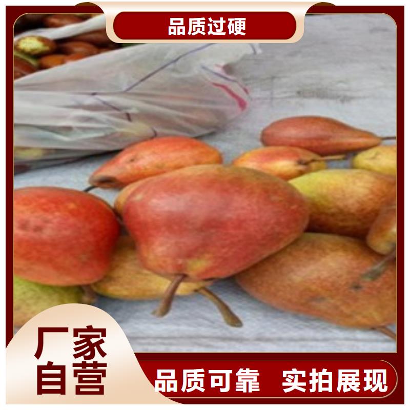 梨树苗花椒苗多种工艺