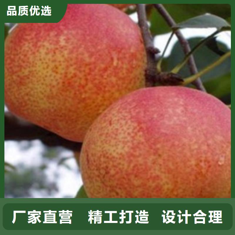 梨树苗蓝莓苗批发供应