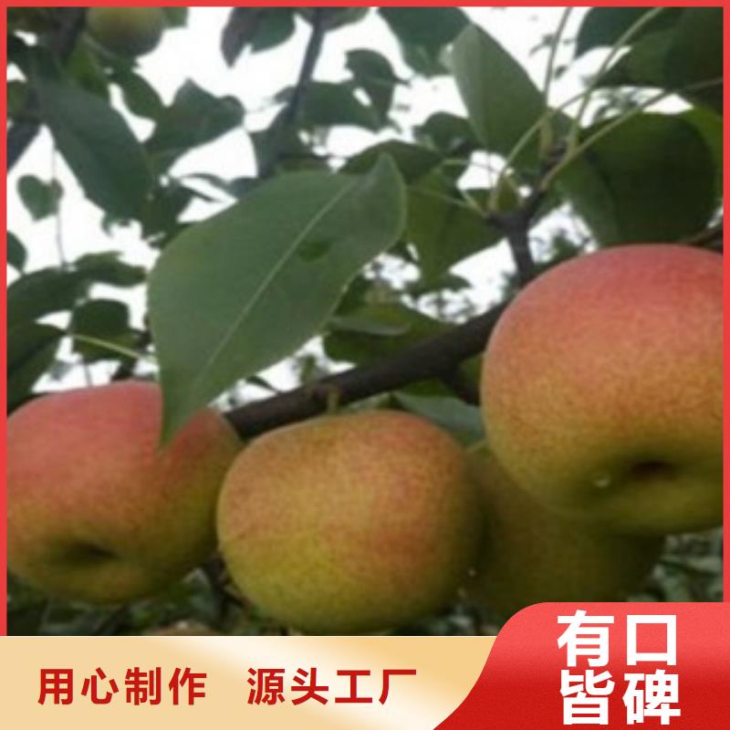 梨树苗货到付款